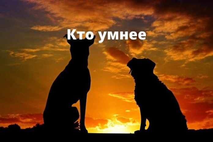 Кто умнее Кто умнее