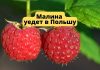 Молдавская малина уедет в Польшу для заморозки Малина