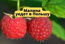 Молдавская малина уедет в Польшу для заморозки Малина