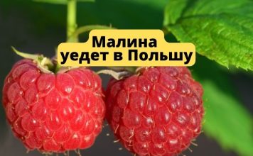 Молдавская малина уедет в Польшу для заморозки Малина