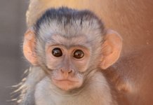 Ещё в трёх странах появился вирус оспы обезьян оспа пациенты обезьян вирус страны