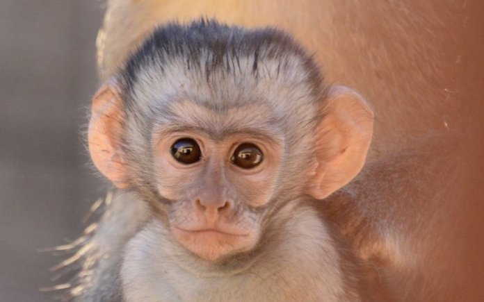 оспа пациенты обезьян вирус страны