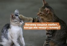 Почему кошки и котики любят, когда им чешут голову Почему кошки любят, когда им чешут голову