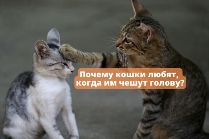 Почему кошки любят, когда им чешут голову