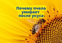 Почему умирает пчела когда жалит, а оса — нет? Почему пчела умирает после укуса