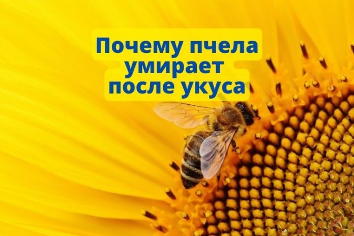 Почему пчела умирает после укуса Почему пчела умирает после укуса