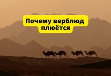 Почему плюётся верблюд Почему верблюд плюётся