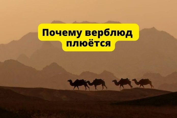 Почему верблюд плюётся