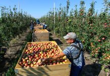 Подоходный налог для сезонных работников в Приднестровье будет ниже Подоходный налог для сезонных работников