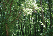 «Приднестровье-лес» становится на ноги «Приднестровье-лес»