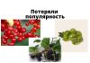 Смородина и крыжовник потеряли популярность в Молдове Смородина, крыжовник