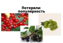 Смородина и крыжовник потеряли популярность в Молдове Смородина, крыжовник