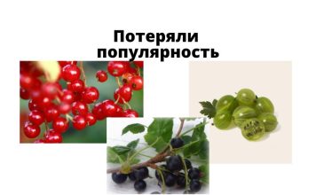 Смородина и крыжовник потеряли популярность в Молдове Смородина, крыжовник