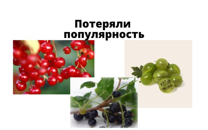 Смородина, крыжовник