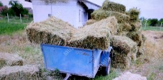 В Парканах украли 75 тюков люцерны Парканах, пропали люцерны, обратился