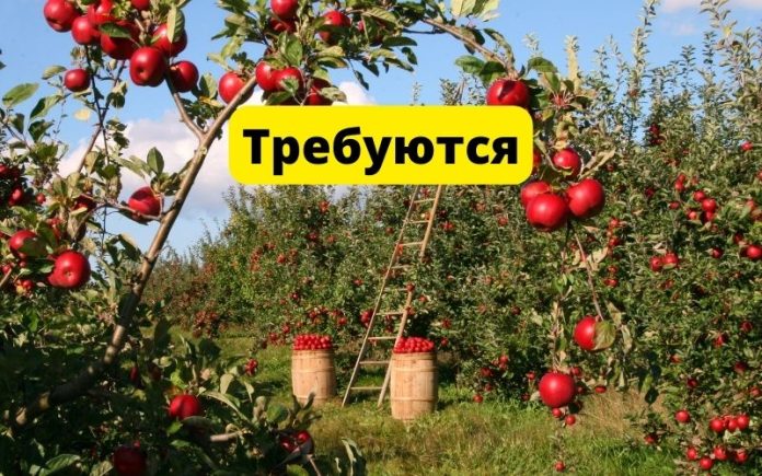 Требуются В Британии требуются