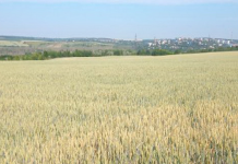 Урожай зерновых в Приднестровье будет хорошим урожай, Рыбницкого района комиссия