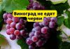 Виноград не бывает червивым. Почему? Виноград не едят черви