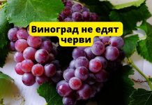 Виноград не бывает червивым. Почему? Виноград не едят черви
