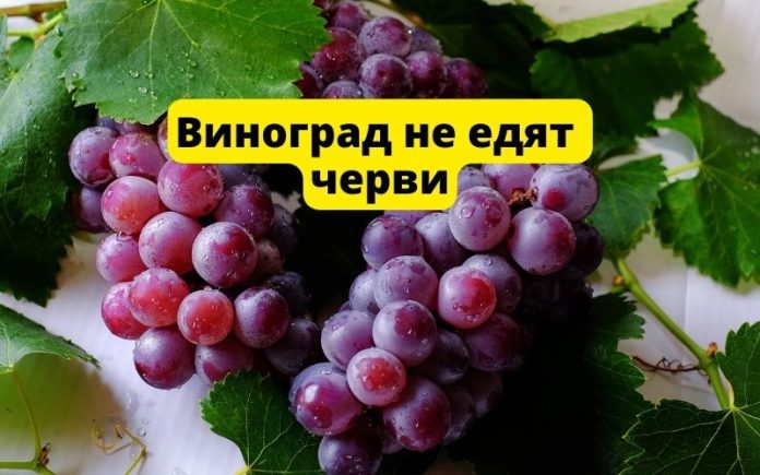 Виноград не едят черви