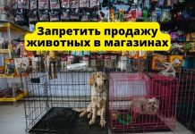 В России предлагают запретить торговлю животными в зоомагазинах и на птичьих рынках Запретить продажу животных в зоомагазинах