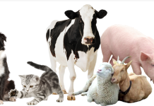 Украинцам запретят разводить домашних животных? украинцам петиция