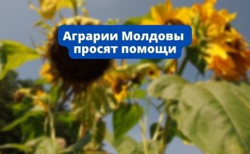 Аграрии Молдовы выдвинули ряд требований в связи с засухой аграрии, аграрном секторе правительство фермеры