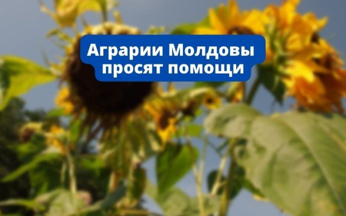 аграрии, аграрном секторе правительство фермеры