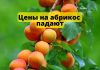 Цены на абрикос в Молдове снижаются Цены на абрикос падают