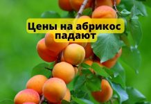 Цены на абрикос в Молдове снижаются Цены на абрикос падают