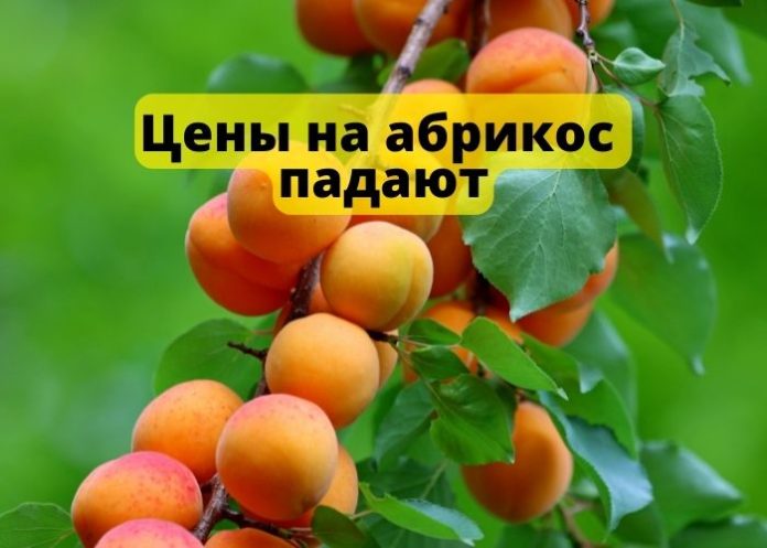 Цены на абрикос падают