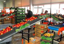 Агрохаб за 660 тыс. евро построят в Каушанах фото с сайта east-fruit.com