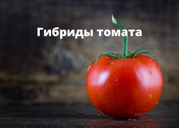 Гибриды томата