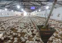 В Приднестровье производителям куриного яйца и мяса государство планирует оказать поддержку производителям куриного яйца, мяса, господдержку