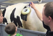 Зачем на фермах делают коровам отверстие в боку фермах, коров, швейцарии