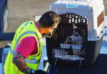 Новые временные правила перевозки домашних животных из Украины в Польшу Перевозка животных. Фото brokbridge.com