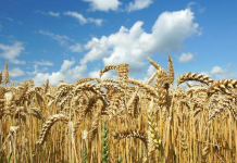 У аграриев проблемы: в Молдове рухнули цены на пшеницу пшеница, Молдовы, резерва тендер