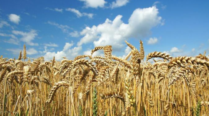 пшеница пшеница, Молдовы, резерва тендер