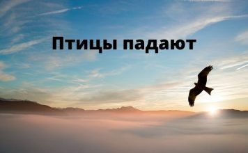 В Испании птицы начали падать на землю Птицы падают