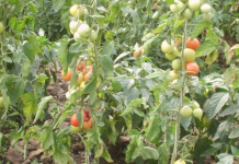 В Испании создали биоудобрение из ботвы томатов томатов Испании растительных остатков