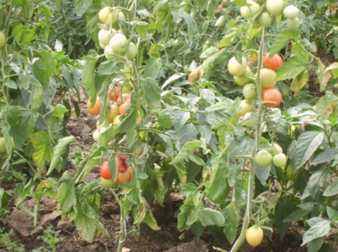 томатов Испании растительных остатков