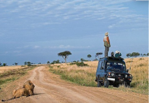 Живность, которая гробит туристов живность, туристы