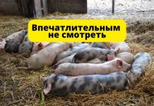 Разлагающиеся туши свиней были обнаружены в Унгенском районе Впечатлительным не смотреть