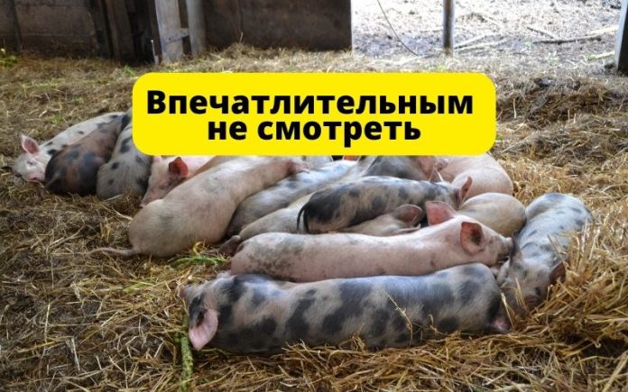 Впечатлительным не смотреть