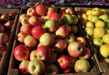 Экспорт фруктов из Молдовы в Россию: без политики запрет, экспорт, Молдовы, фрукты