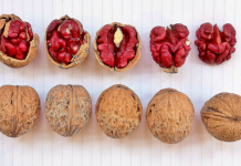 Грецкий орех красного цвета вывел молдавский селекционер Грецкий орех, рубин, orexrubinmd-фото с сайта east-fruit