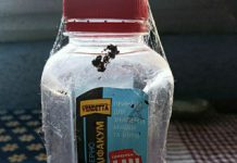 36-летний мужчина отравился, закусив водку крысиным ядом отравление крысиным ядом