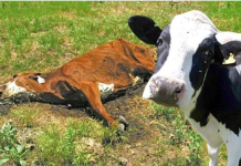 Жителей Молдовы призвали сообщать о мёртвых животных жителей Молдовы мёртвых больных сообщать