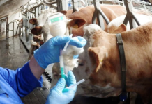 Ветеринаров в Приднестровье станет больше ветеринаров