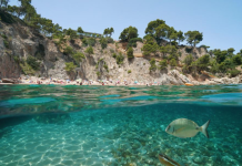 В Средиземном море из-за жары гибнут флора и фауна море средиземное температуры повышение экстремальная жара